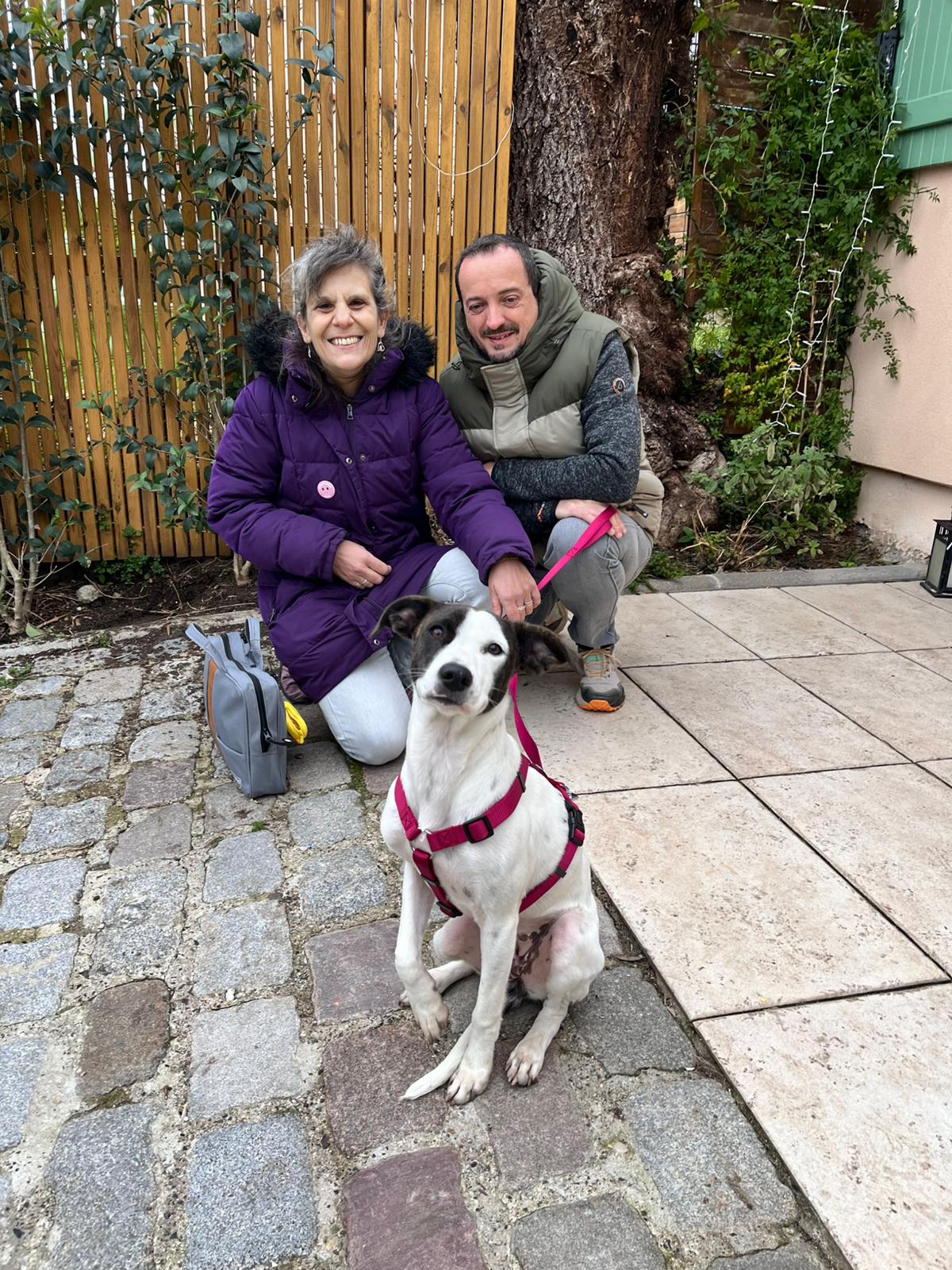 Chiens à adopter